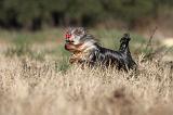 YORKSHIRE TERRIER 239